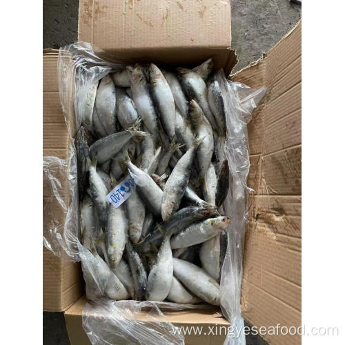 Frozen Fish Sardines Sardina Pilchardus